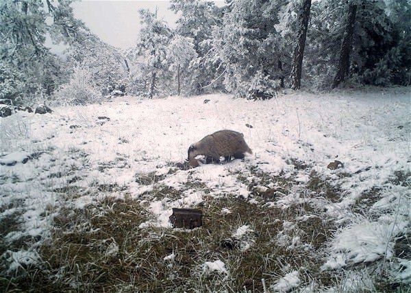 Foto - Türkiye'deki yaban hayatı böyle görüntülendi