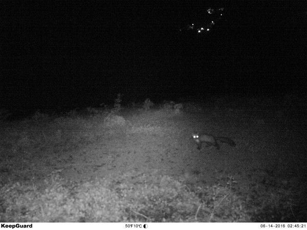 Foto - Türkiye'deki yaban hayatı böyle görüntülendi