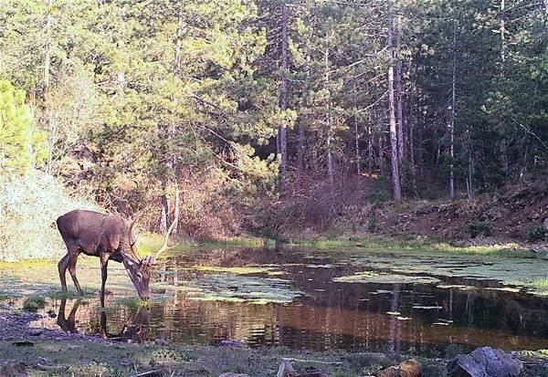 Foto - Türkiye'deki yaban hayatı böyle görüntülendi