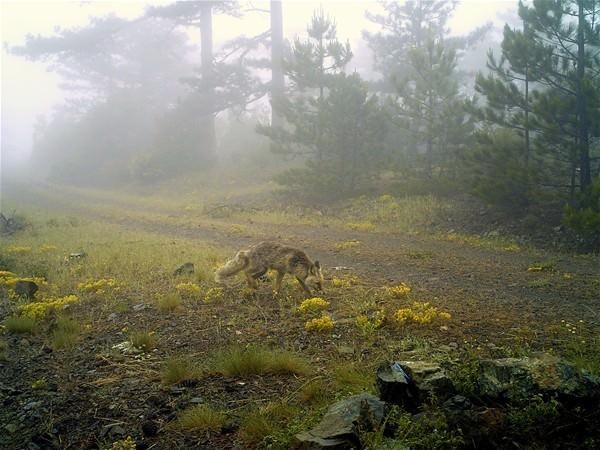 Foto - Türkiye'deki yaban hayatı böyle görüntülendi