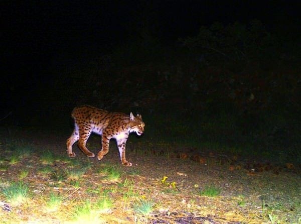 Foto - Türkiye'deki yaban hayatı böyle görüntülendi