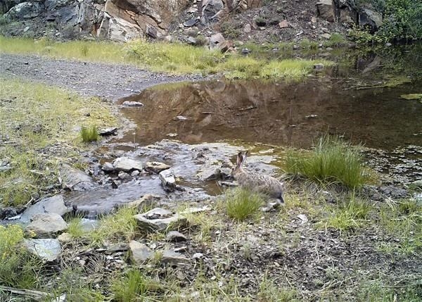 Foto - Türkiye'deki yaban hayatı böyle görüntülendi