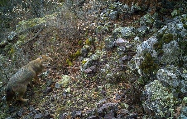 Foto - Türkiye'deki yaban hayatı böyle görüntülendi