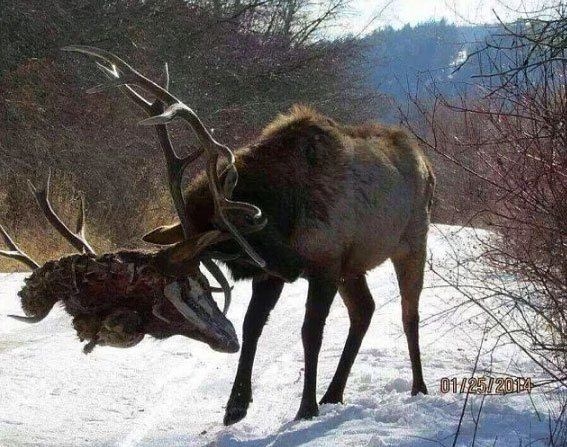Foto - Türkiye'deki yaban hayatı böyle görüntülendi