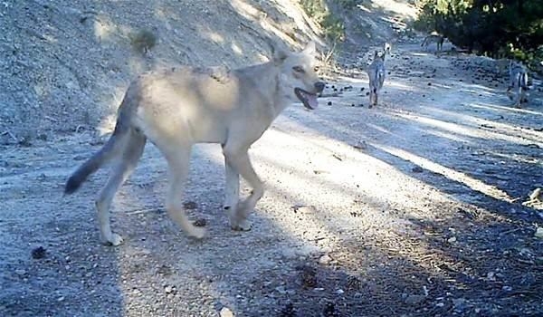 Foto - Türkiye'deki yaban hayatı böyle görüntülendi