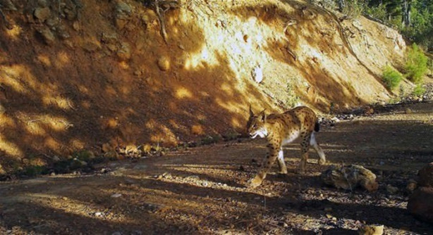 Foto - Türkiye'deki yaban hayatı fotokapanla görüntülendi
