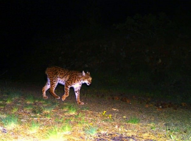 Foto - Türkiye'deki yaban hayatı fotokapanla görüntülendi