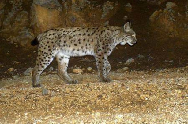 Foto - Türkiye'deki yaban hayatı fotokapanla görüntülendi
