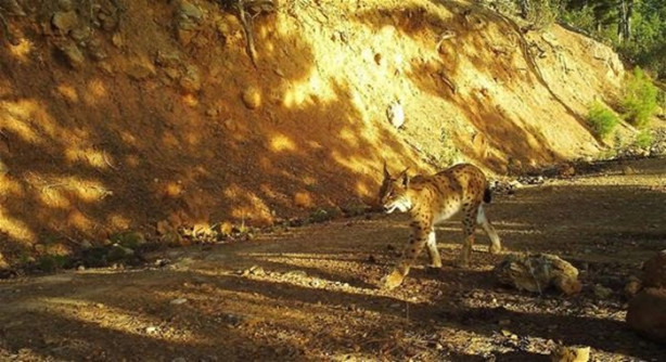 Foto - Türkiye'deki yaban hayatı fotokapanla görüntülendi