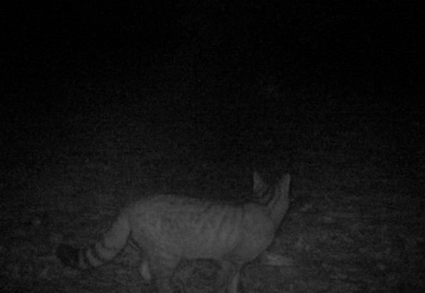 Foto - Türkiye'deki yaban hayatı fotokapanla görüntülendi