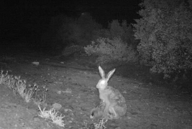 Foto - Türkiye'deki yaban hayatı fotokapanla görüntülendi