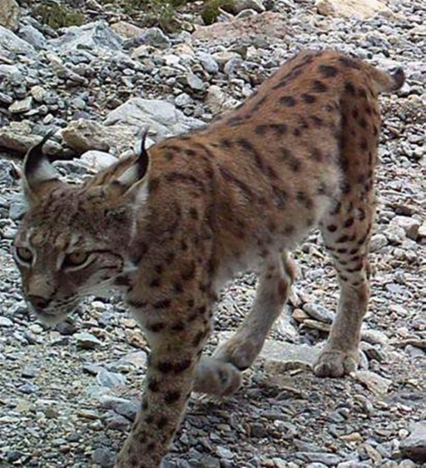 Foto - Türkiye'deki yaban hayatı fotokapanla görüntülendi