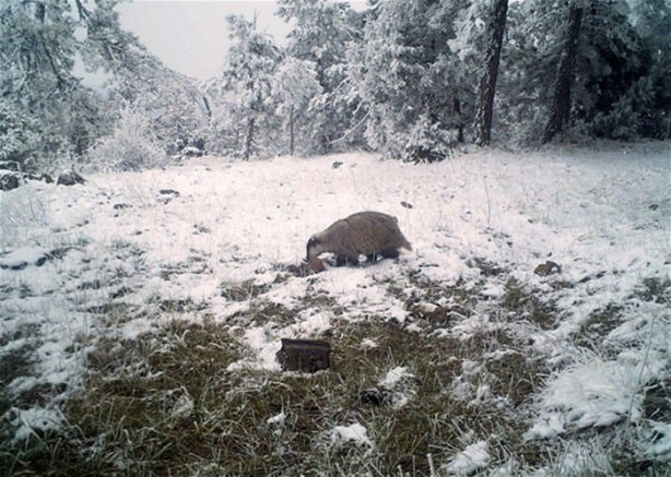 Foto - Türkiye'deki yaban hayatı fotokapanla görüntülendi