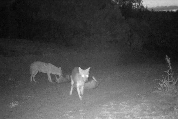 Foto - Türkiye'deki yaban hayatı fotokapanla görüntülendi
