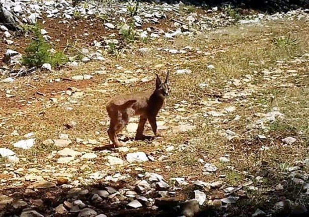 Foto - Türkiye'deki yaban hayatı fotokapanla görüntülendi