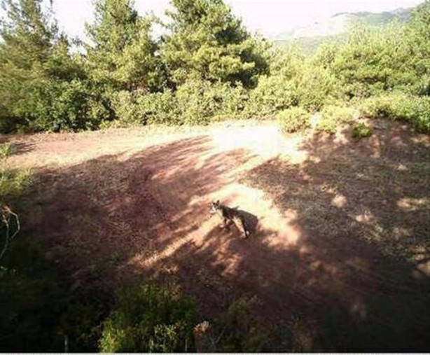 Foto - Türkiye'deki yaban hayatı fotokapanla görüntülendi