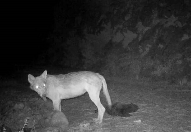 Foto - Türkiye'deki yaban hayatı fotokapanla görüntülendi
