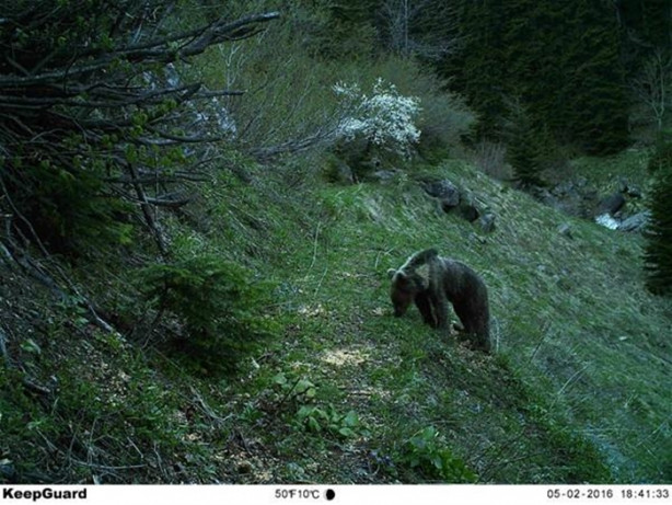 Foto - Türkiye'deki yaban hayatı fotokapanla görüntülendi