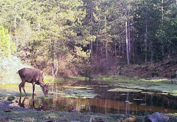 Foto - Türkiye'deki yaban hayatı fotokapanla görüntülendi