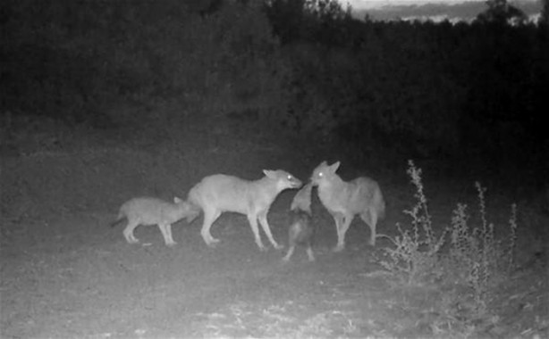 Foto - Türkiye'deki yaban hayatı fotokapanla görüntülendi