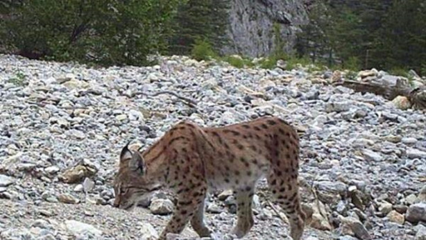 Foto - Türkiye'deki yaban hayatı fotokapanla görüntülendi