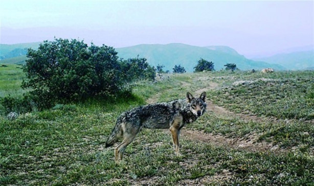 Foto - Türkiye'deki yaban hayatı fotokapanla görüntülendi
