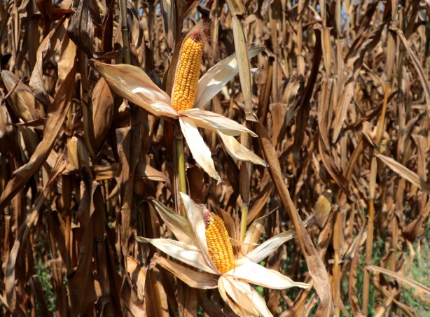 Foto - Türkiye’dekinin yüzde 14’ünü karşılıyor! Stratejik ürün üretimine büyük darbe