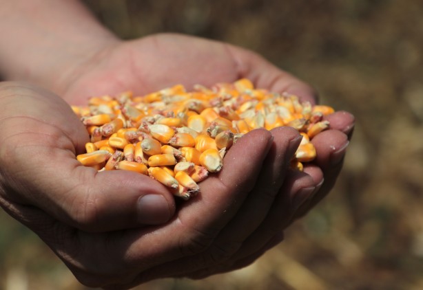 Foto - Türkiye’dekinin yüzde 14’ünü karşılıyor! Stratejik ürün üretimine büyük darbe