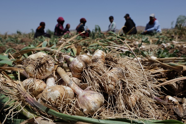 Foto - Türkiye'den alıp antibiyotik yapımında kullanıyorlar