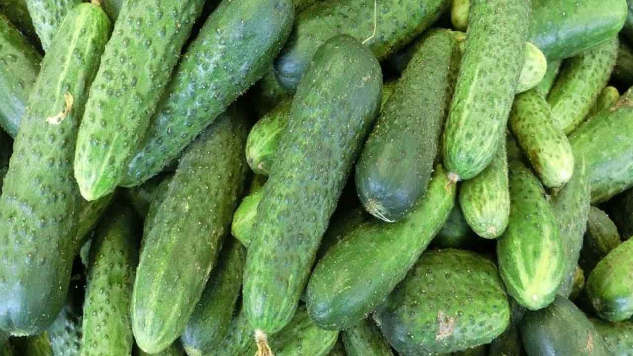 Foto - Korkutan gelişme! Türkiye'den Avusturya'ya gönderilen salatalıklarda tespit edildi