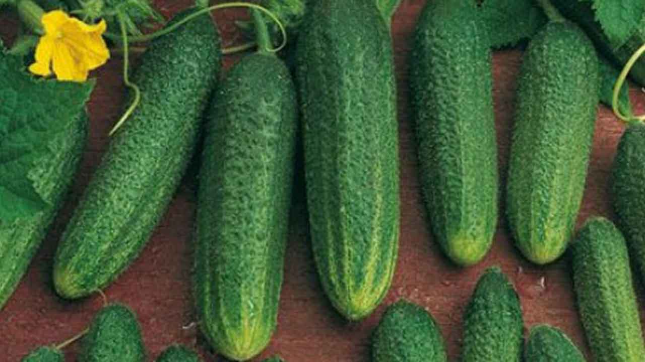 Foto - Korkutan gelişme! Türkiye'den Avusturya'ya gönderilen salatalıklarda tespit edildi