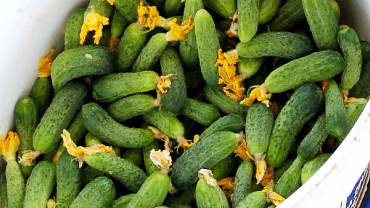 Foto - Korkutan gelişme! Türkiye'den Avusturya'ya gönderilen salatalıklarda tespit edildi