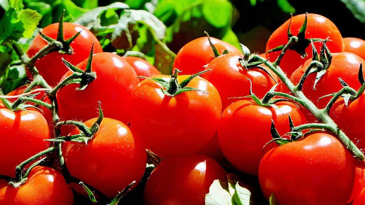 Foto - Korkutan gelişme! Türkiye'den Avusturya'ya gönderilen salatalıklarda tespit edildi