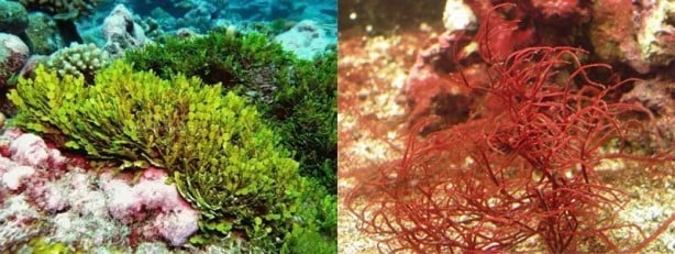 Foto - Türkiye'den bomba yeşil petrol hamlesi! 'Dünyada söz sahibi olabiliriz' diyerek müjde verildi