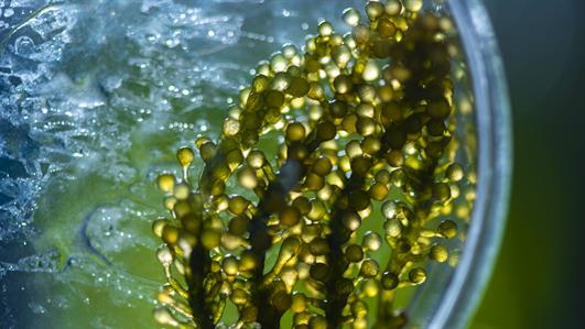 Foto - Türkiye'den bomba yeşil petrol hamlesi! 'Dünyada söz sahibi olabiliriz' diyerek müjde verildi