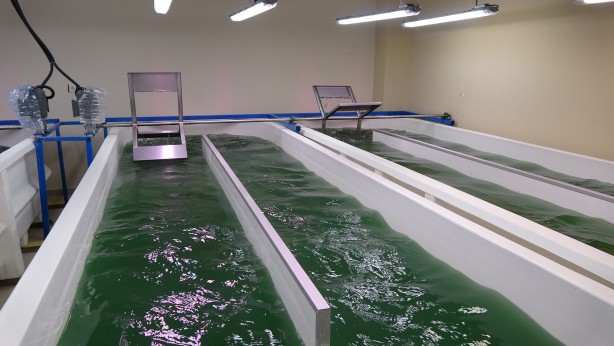 Türkiye'den bomba yeşil petrol hamlesi! 'Dünyada söz sahibi olabiliriz' diyerek müjde verildi