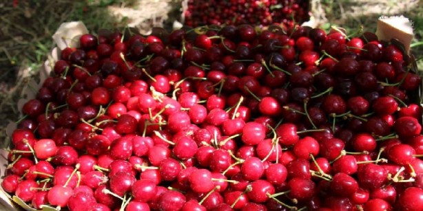 Foto - Türkiye'den dünyaya yayılıyor, kraliçe bile bu meyveden yiyor! Öyle bir faydası var ki, manavlar resmen altın satıyor