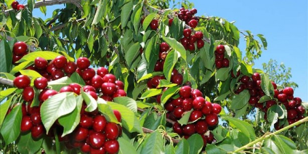 Foto - Türkiye'den dünyaya yayılıyor, kraliçe bile bu meyveden yiyor! Öyle bir faydası var ki, manavlar resmen altın satıyor