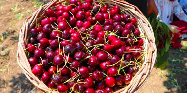 Foto - Türkiye'den dünyaya yayılıyor, kraliçe bile bu meyveden yiyor! Öyle bir faydası var ki, manavlar resmen altın satıyor