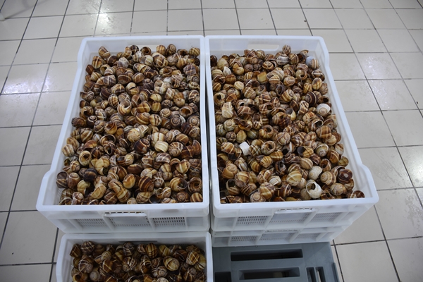 Foto - Türkiye'den Fransa'ya satılıyor! Tam 700 ton