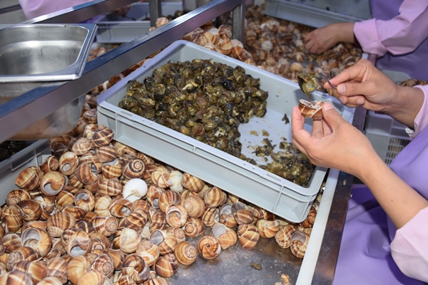 Foto - Türkiye'den Fransa'ya satılıyor! Tam 700 ton