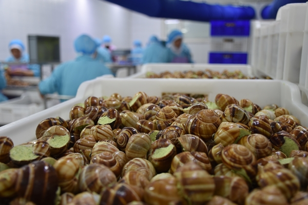 Foto - Türkiye'den Fransa'ya satılıyor! Tam 700 ton