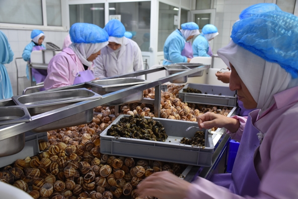 Foto - Türkiye'den Fransa'ya satılıyor! Tam 700 ton