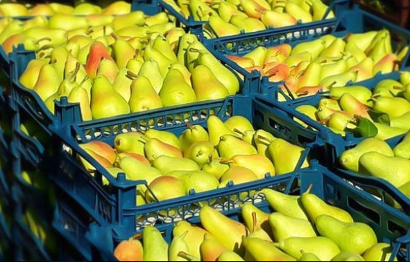 Türkiye'den gönderilen armutlarda tespit edildi! Ürünler acilen toplatıldı... Şimdi herkesin aklında maalesef o soru var