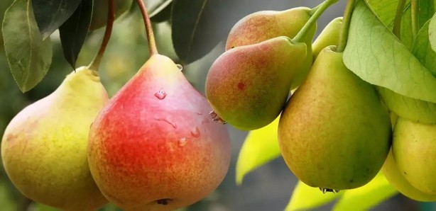 Foto - Türkiye'den gönderilen armutlarda tespit edildi! Ürünler acilen toplatıldı... Şimdi herkesin aklında maalesef o soru var