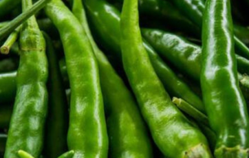 Foto - Türkiye'den gönderilen biberlerde tespit edildi! Bulgaristan ülkeye sokmadı, acil olarak iade edildi