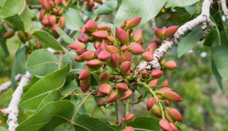 Foto - Türkiye'den gönderilen biberlerde tespit edildi! Tamı tamına 45 kat fazla... Hemen iade ettiler