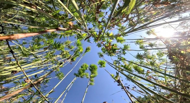 Foto - Türkiye'den kenevir hamlesi