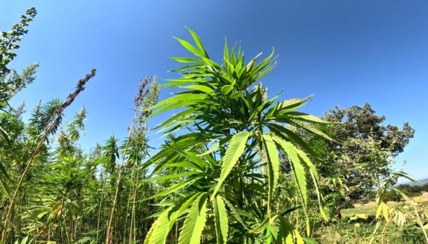 Türkiye'den kenevir hamlesi