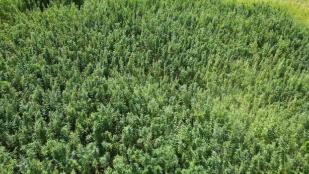 Foto - Türkiye'den kenevir hamlesi